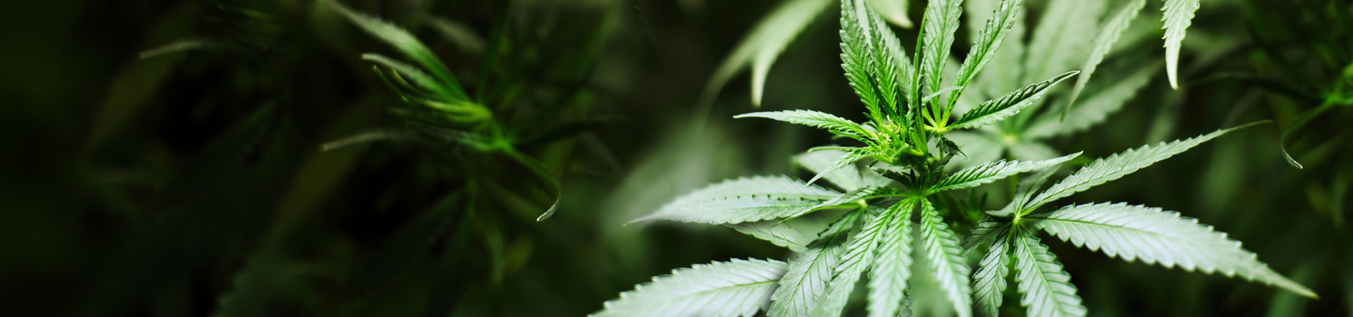 Terapia marihuaną medyczną